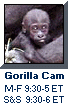 Click here to see the six gorillas - live! - at the Franklin Park Zoo in Boston.